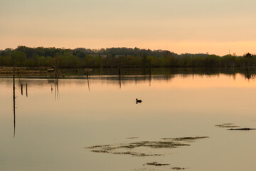 Obraz na płótnie Canvas Sunrise view of lone Mallard duck floating in wetland pond, Leon-Provancher Marsh, Neuville, Quebec, Canada