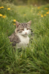 Naklejka na ściany i meble Photo of a brown tabby cat in green grass.