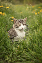 Photo of a brown tabby cat in green grass.