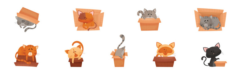 Cat and Cardboard Box Sitting Inside and Playing Vector Set