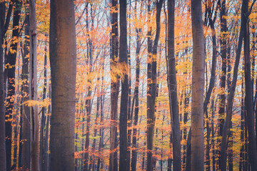 Straight and vertical lines in an autumn forest with tree trunks and tree branches