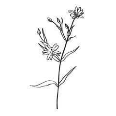 A picture showing different parts of Greater Stitchwort or Stellaria holostea or Addersmeat . vintage line drawing illustration. Sketch. Hand drawn vector illustration.