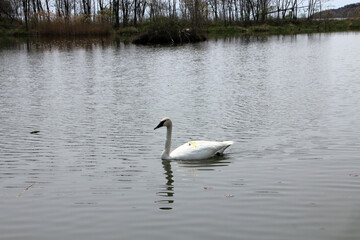 Single swan on water surface