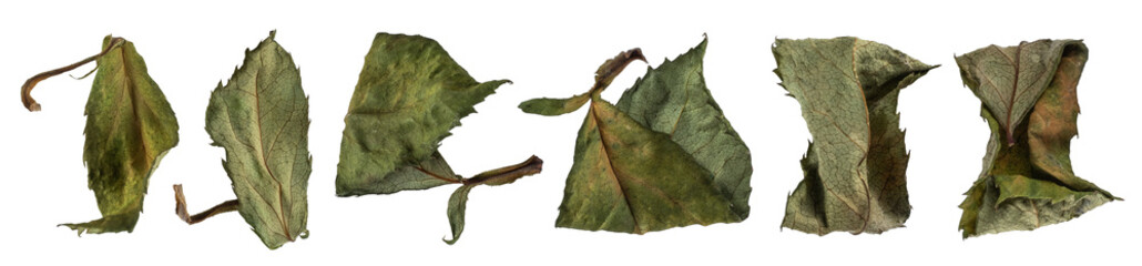 Dried  rose lives isolated on transparent background. PNG file.