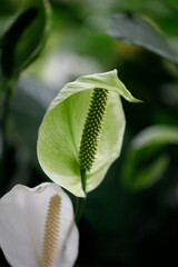 green and white topical plant macro on a soft blurred background