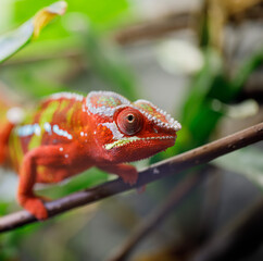 chameleon lizard on branches macro on a soft blurred background