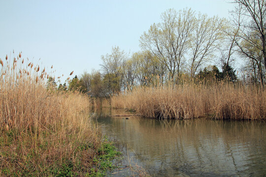 Landscape with trees and water