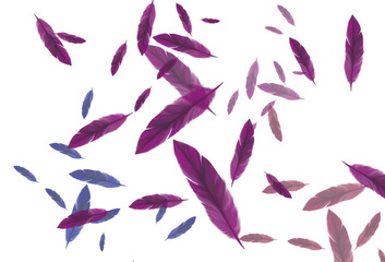 bird feathers flying purple blue and orange against blank background