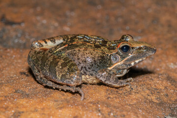 Sharp-nosed Grass Frog (Ptychadena oxyrhynchus)	