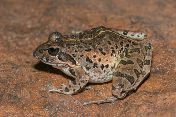 Clicking Stream Frog, Gray’s Stream Frog, Spotted Stream Frog (Strongylopus grayii)