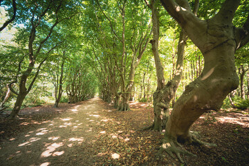 Fototapety na wymiar - Fototapeta24.pl