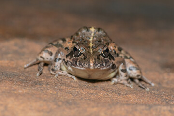 Clicking Stream Frog, Gray’s Stream Frog, Spotted Stream Frog (Strongylopus grayii)