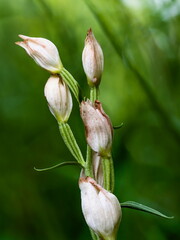 Close-up photo of rare orchid in the natural environment. The White helleborine, Cephalanthera damasonium is a species of orchid, genus Cephalanthera. Czechia, Hradec Králové.