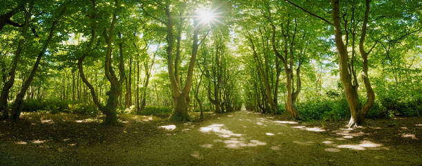Fototapeta na wymiar Sun burst through green canopy on old path with weird shaped trees