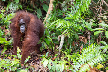 Portrait of Bornean Orangutan, Pongo pygmaeus in Latin name, semi wild orangutan in Semenggoh Nature Reserve in Kuching, Sarawak, Malaysia