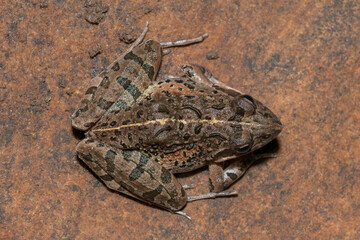 Clicking Stream Frog, Gray’s Stream Frog, Spotted Stream Frog (Strongylopus grayii)