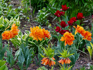 Obraz na płótnie Canvas orange and yellow tulips