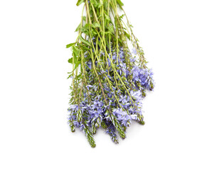 Little blue flowers.