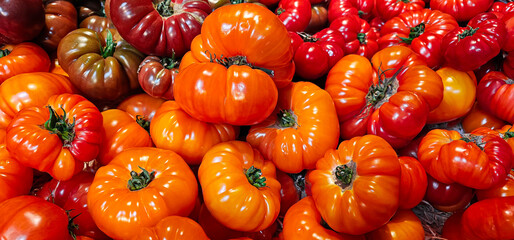 Close up of a display of fresh, clean, shiny red and orange tomatoes.
