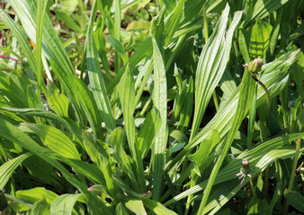 Lanceolate plantain, plantago lanceolata grows in nature