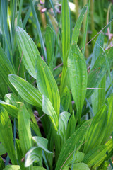 Lanceolate plantain, plantago lanceolata grows in nature