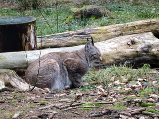 Obraz premium A large animal, a lynx, sits in the forest, clinging to the ground near a tree