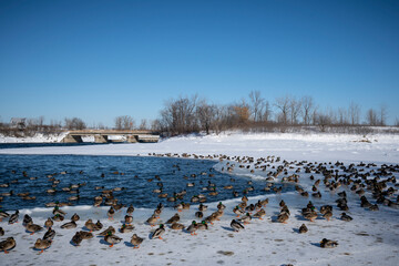 Naklejka premium Wild mallard ducks resting by the St. Lawrence River in winter.