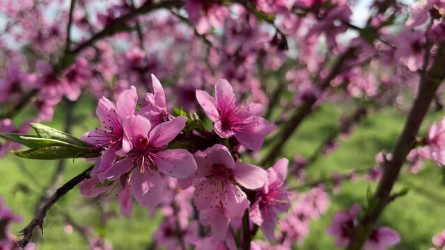 A peach tree in bloom with bright pink flowers in bright sunshine on a fine day. Close view.