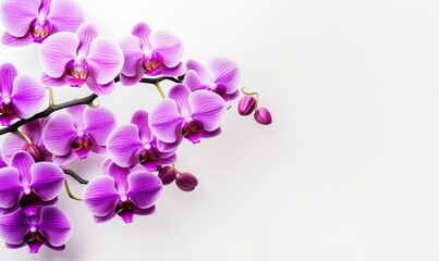 Fototapeta na wymiar Close-Up Orchid: White Background. Generative AI