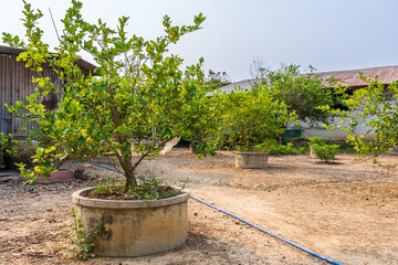 Green lemons tree growth on the cement pond in a garden citrus fruit with of a rural houses style summer vegetable garden a bright afternoon blue sky thailand.