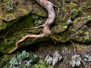 Wurzel eines Baums an einem Felsen im Wald an der Levada Do Rei auf Madeira, Portugal