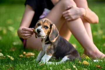 Beagle puppy eating snack
