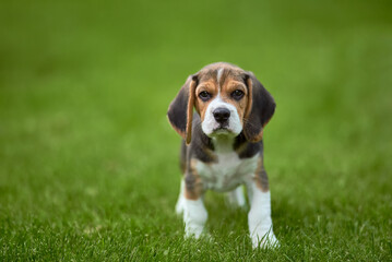 Beagle puppy on the grass