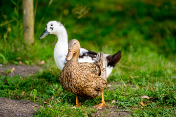 duck on a field of grass, organic poultry farm, duck on a farm