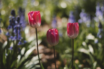 Fototapeta premium red and white tulips