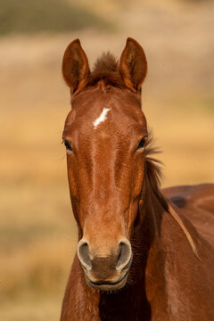 Primer plano de cara de caballo marron