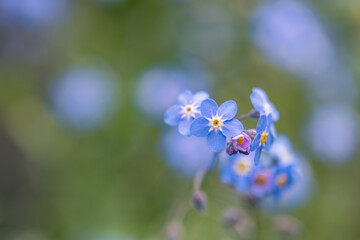 Fototapeta na wymiar little blue forget me not flowers