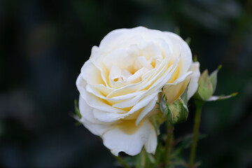 Yellow rose in the garden