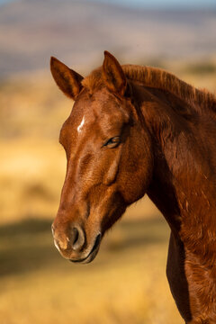 Primer plano de cara de caballo marron