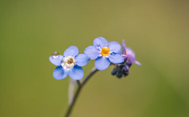 little blue forget me not flowers with rain drop