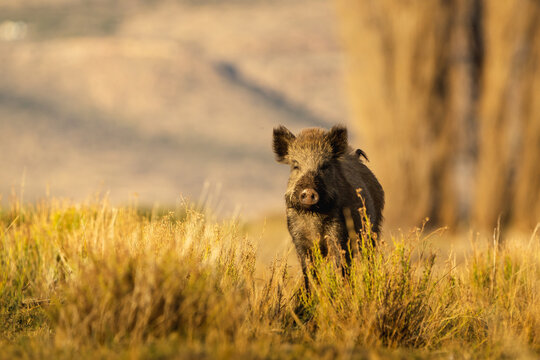 Jabali Salvaje en pradera de la patagonia