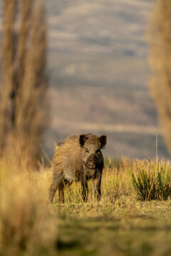 Jabali Salvaje en pradera de la patagonia