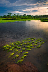 Sunset over paddy field