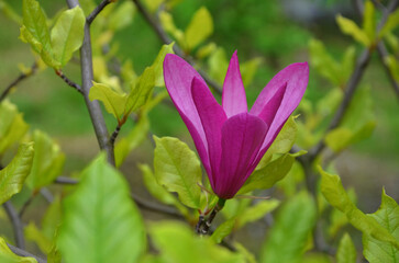 Fototapeta na wymiar Magenta color blooming flower of magnolia liliiflora 'Nigra' with lime -green color leaves .Gardening, growing magnolia tree concept. Free copy space