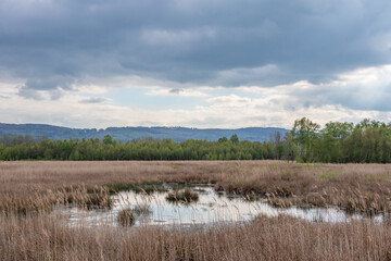 Bog  Grosses Torfmoor in Germany.