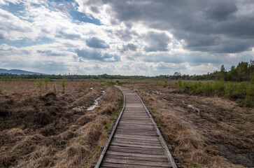 Bog  Grosses Torfmoor and wooden bridge in Germany.