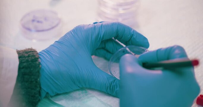 Scientist Working in Medical Laboratory Cancer Research Covic 19 Pandemic
