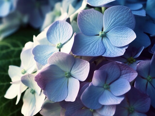 Fresh blue hydrangea flowers, close-up.