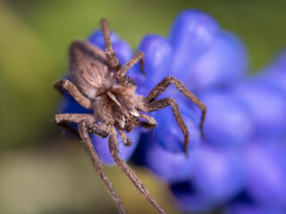 A close up of the spider