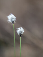 cottongrass on swamp  in sunlight